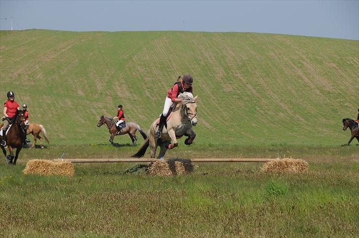 Fjordhest Freja - Jagt i Mols bjerge. (: Gennemført. | Foto Far.| Rigtig god jagt. (: billede 6