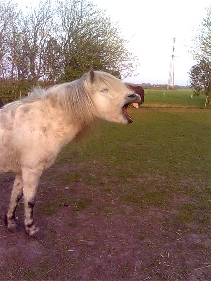 Islænder Frigg fra Donstedet (: <3 - Frigg gaber altid (; <3 billede 11