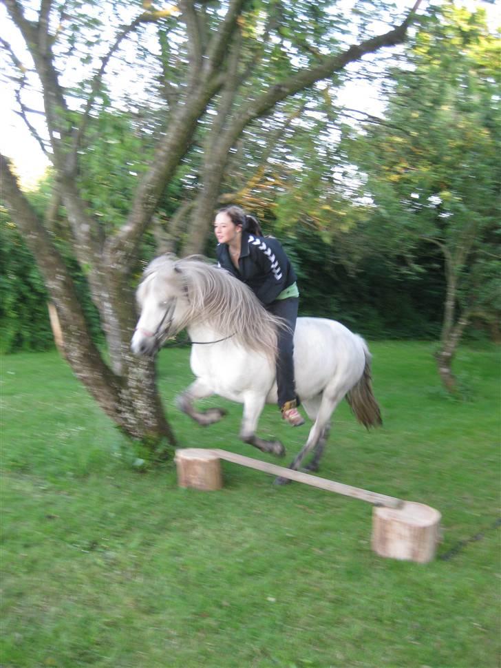 Islænder Frigg fra Donstedet (: <3 - mini spring i haven d; billede 12