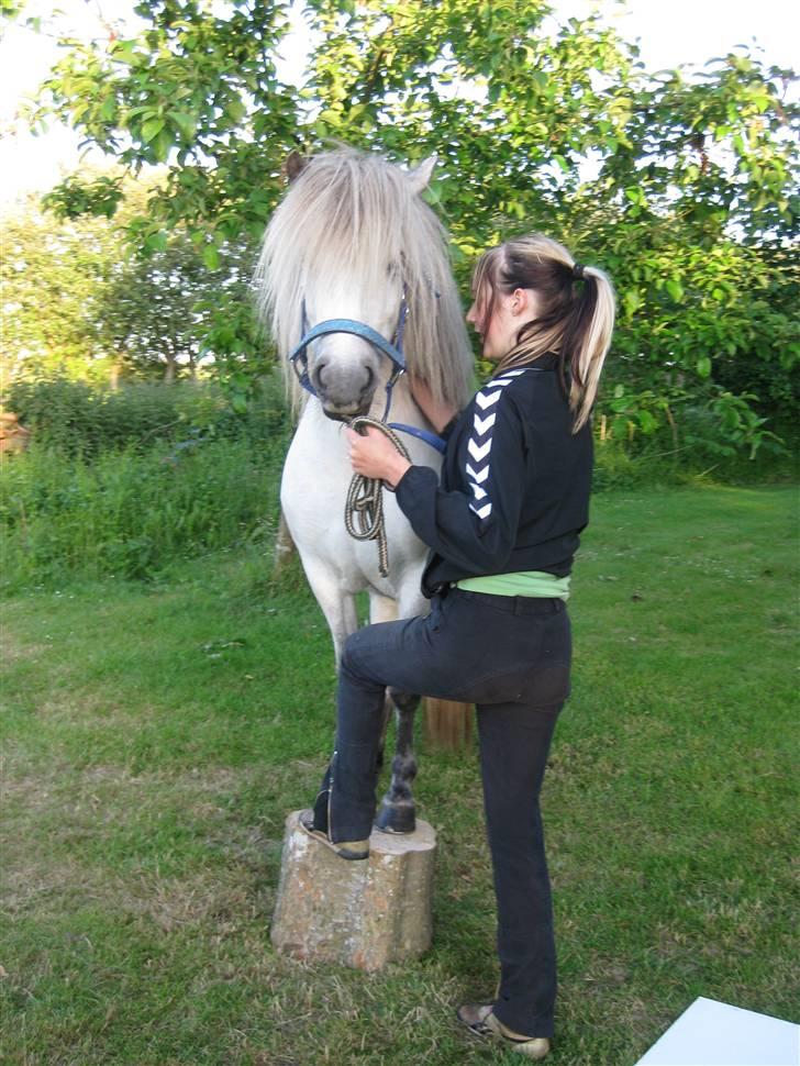 Islænder Frigg fra Donstedet (: <3 - træning i haven (; billede 13