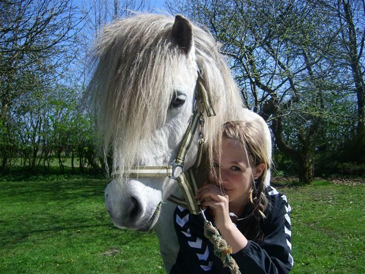 Islænder Frigg fra Donstedet (: <3 - Frigg og mig i haven (: <3 billede 14