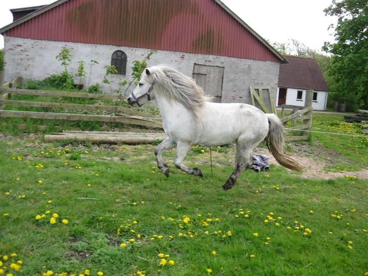 Islænder Frigg fra Donstedet (: <3 - Galop (: billede 15
