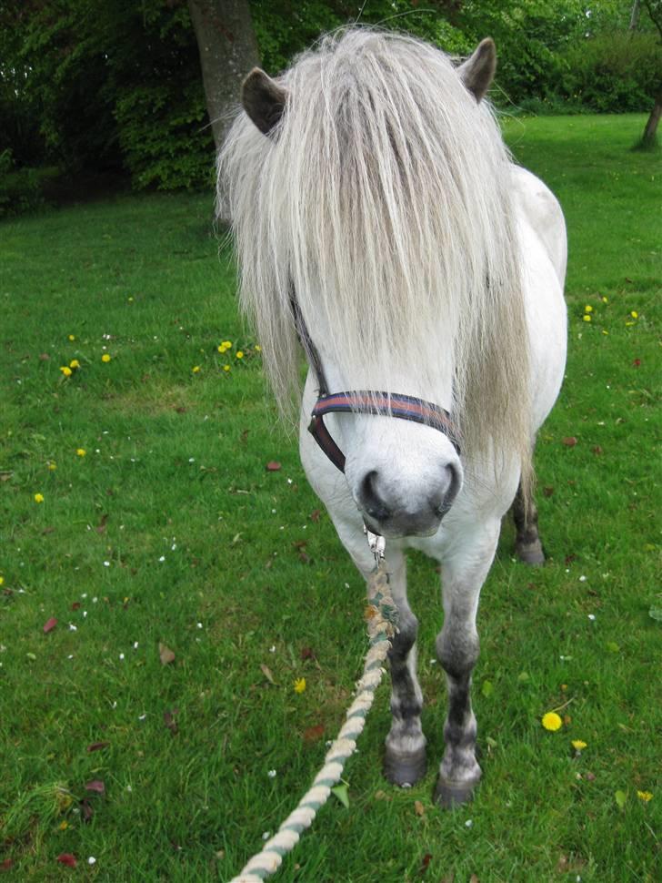 Islænder Frigg fra Donstedet (: <3 - Frigg på en hyggelig dag i haven (; billede 16