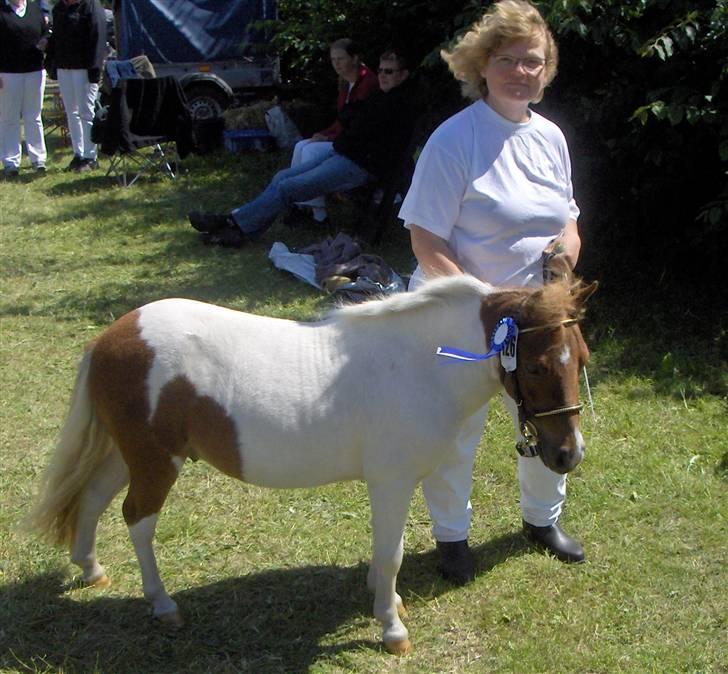 Dansk Miniature Egehøj's Casino Z - 13.juni Løgstør dyrskue 23 point og 2 placeringer fra en ærespræmie.  billede 7