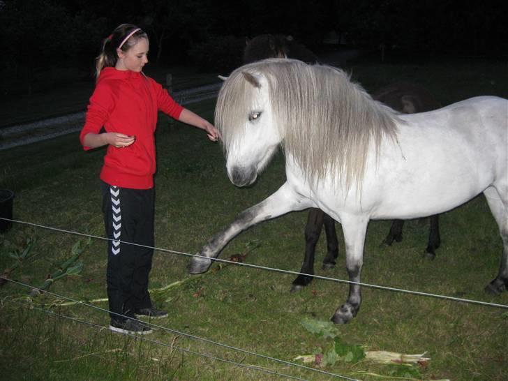 Islænder Frigg fra Donstedet (: <3 - Spanske skridt (; billede 19