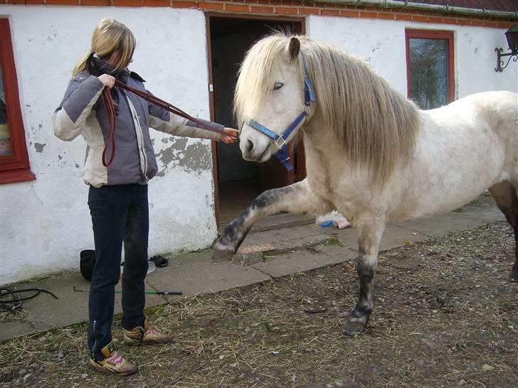 Islænder Frigg fra Donstedet (: <3 - Spanske skridt (; billede 20