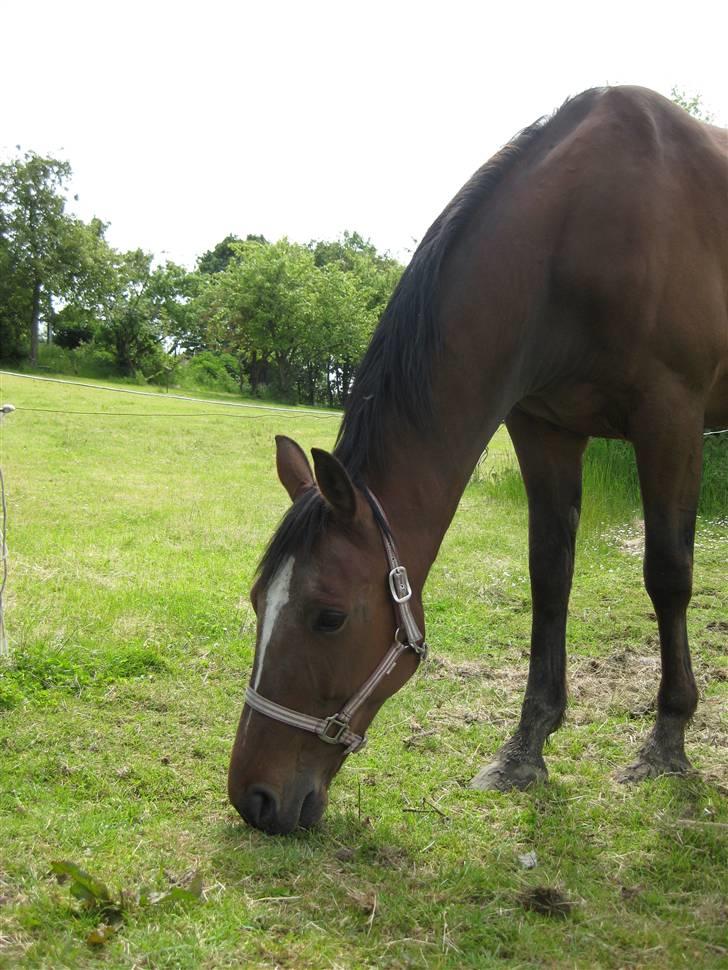 Traver Jes Rechnagel -Manse- billede 1