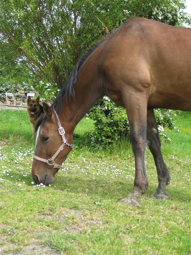 Traver Jes Rechnagel -Manse- billede 2