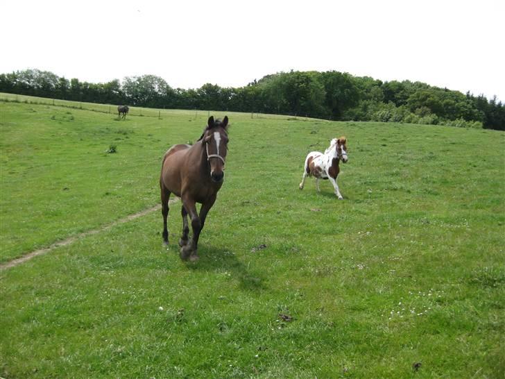 Traver Jes Rechnagel -Manse- billede 3