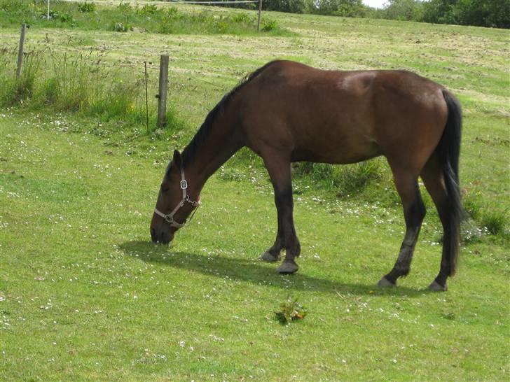 Traver Jes Rechnagel -Manse- billede 4