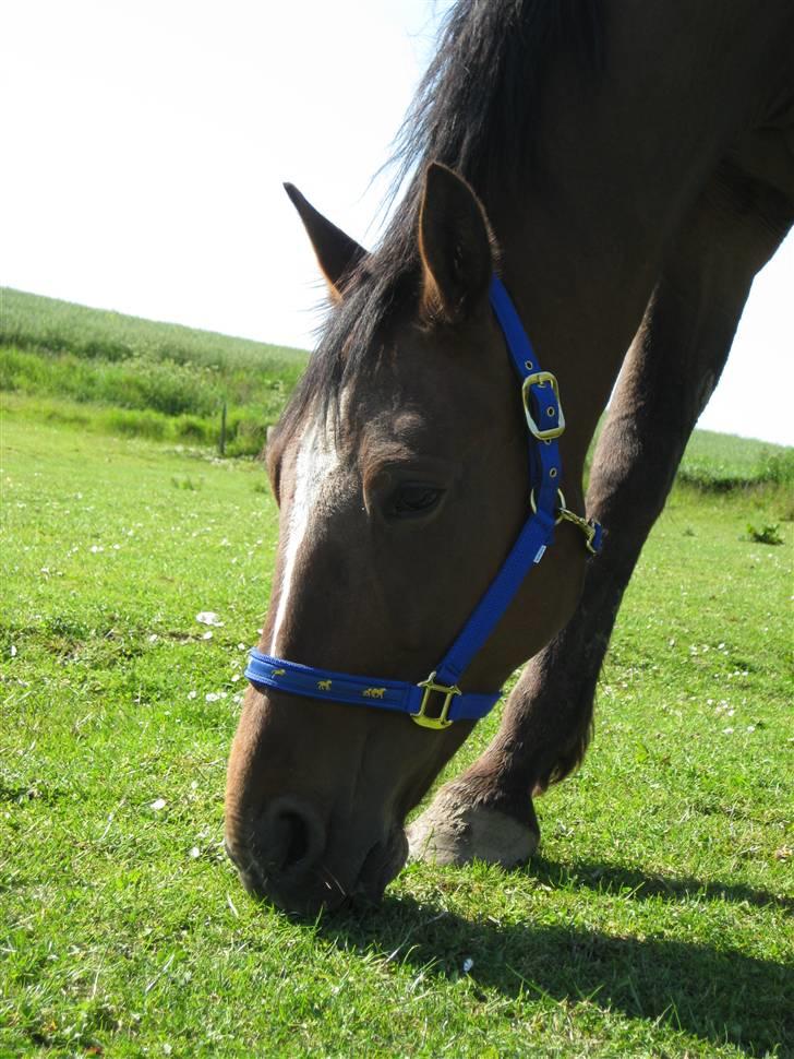 Traver Jes Rechnagel -Manse- billede 5