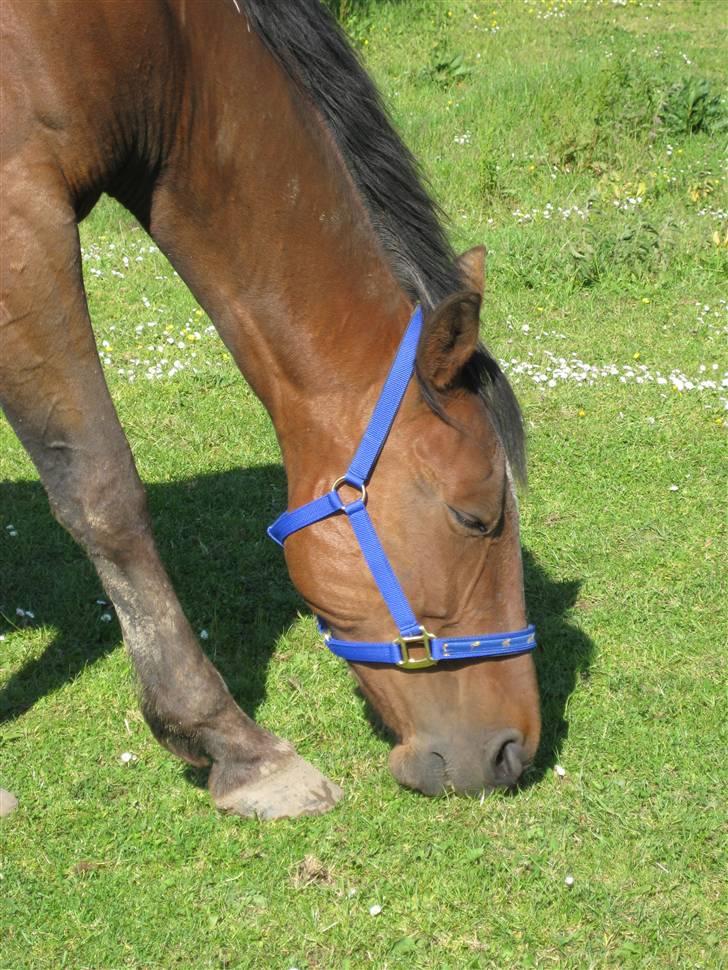 Traver Jes Rechnagel -Manse- billede 6