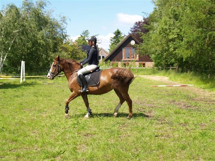 Connemara safi robin(solgt) billede 7