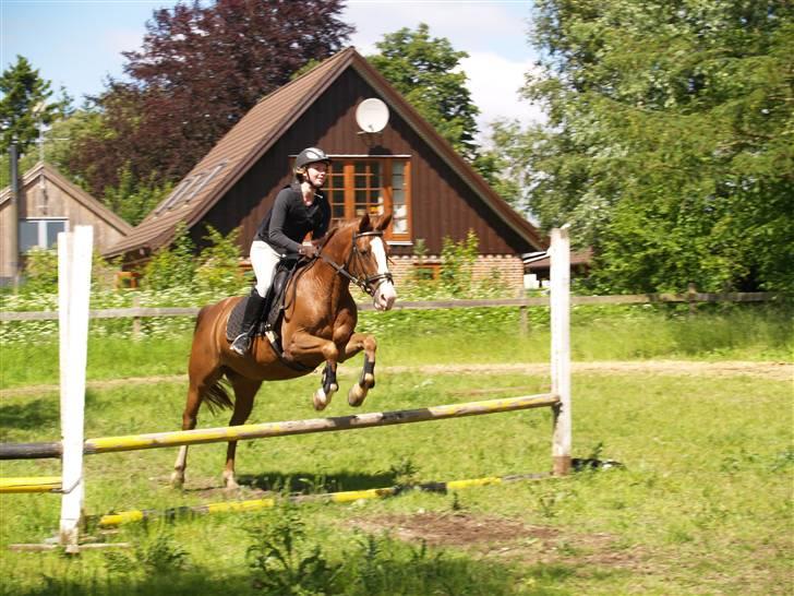 Connemara safi robin(solgt) billede 8