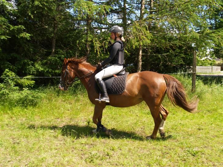 Connemara safi robin(solgt) billede 9