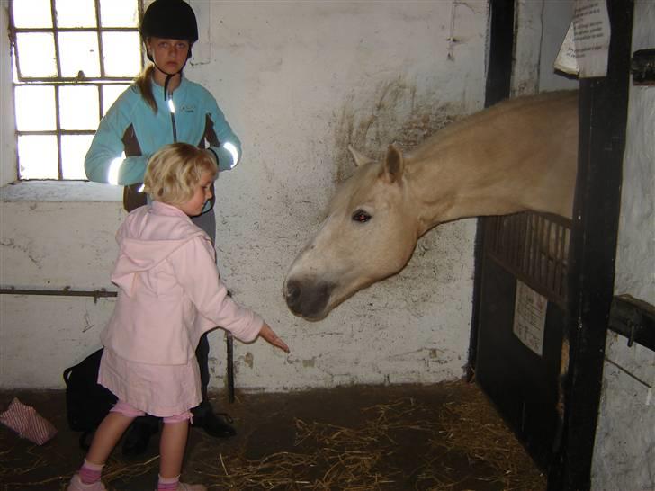 Anden særlig race Karla*Elev pony* *red* - Foto: Mor billede 7