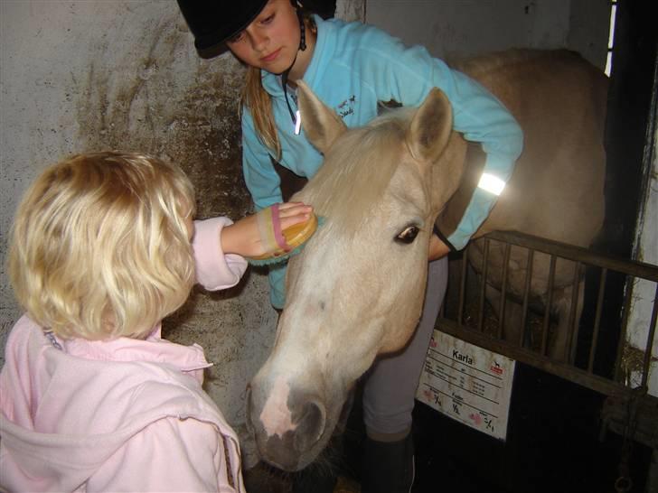 Anden særlig race Karla*Elev pony* *red* - Foto: Mor billede 10