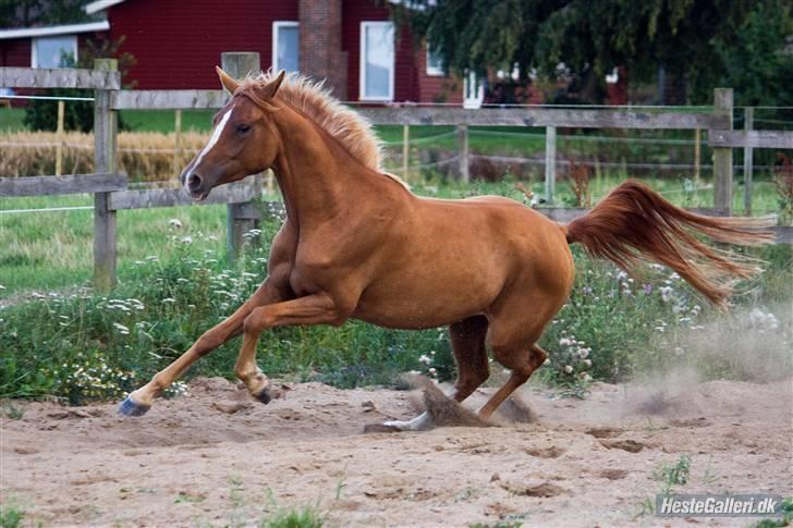 DSP Ia Twilight Flame *solgt* - fotograf: Line madsen billede 6