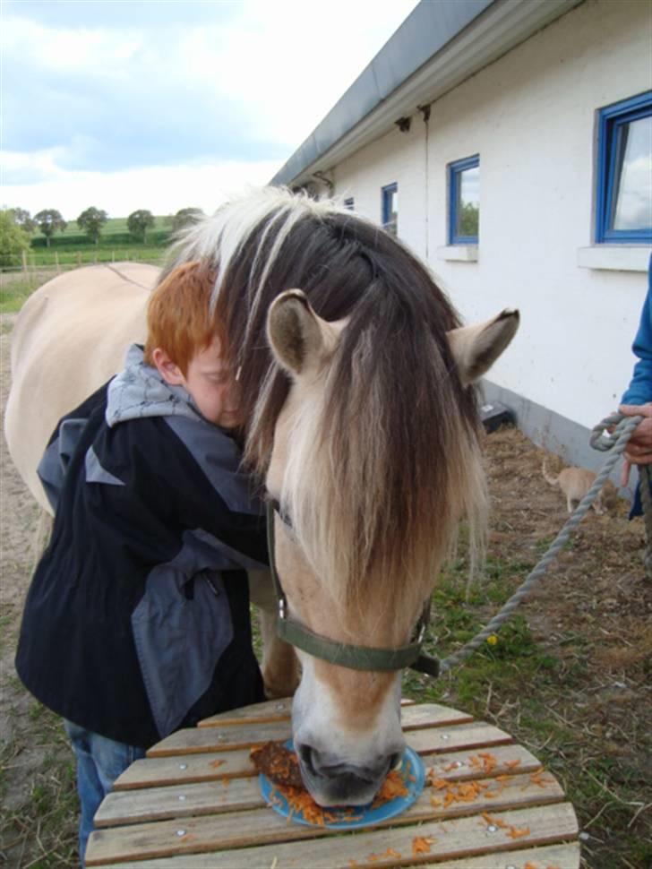Fjordhest *Tjalfe* - Bassemand spiser sin lagkage billede 15