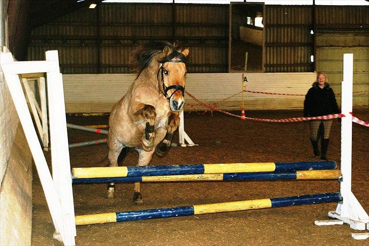 Anden særlig race Ivan RIP - Løsspringning 12- februar 2011 Fotograf: Freja Holst Nielsen (ridehus-kvalitet) billede 16