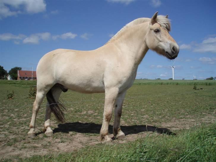 Fjordhest Tjalfe (på de evige græsmarker) - kan man være smukkere  billede 7