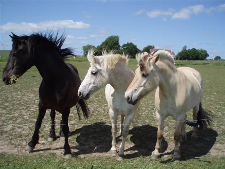 Fjordhest Tjalfe (på de evige græsmarker) - mine legekammerater billede 6