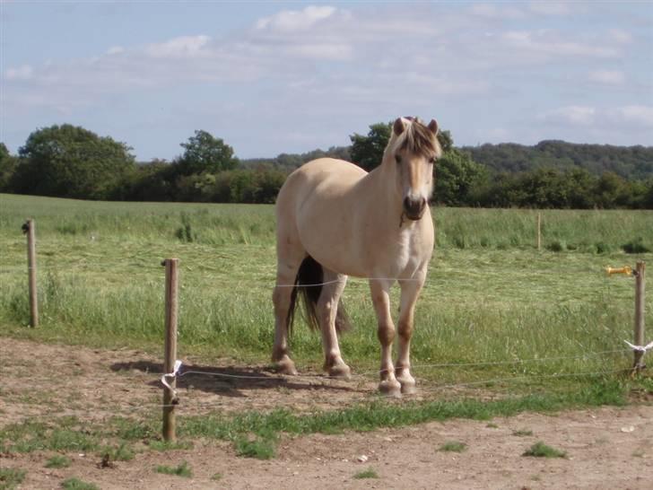 Fjordhest Tjalfe (på de evige græsmarker) - hvad laver du  billede 5