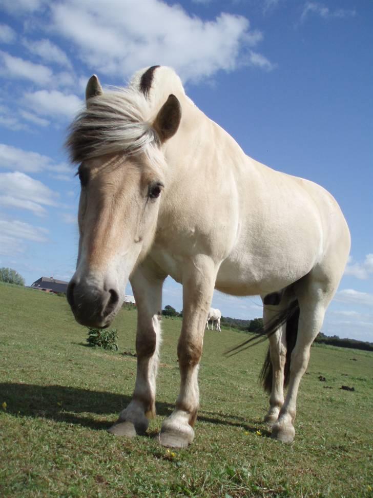 Fjordhest Tjalfe (på de evige græsmarker) - har du noget  billede 2