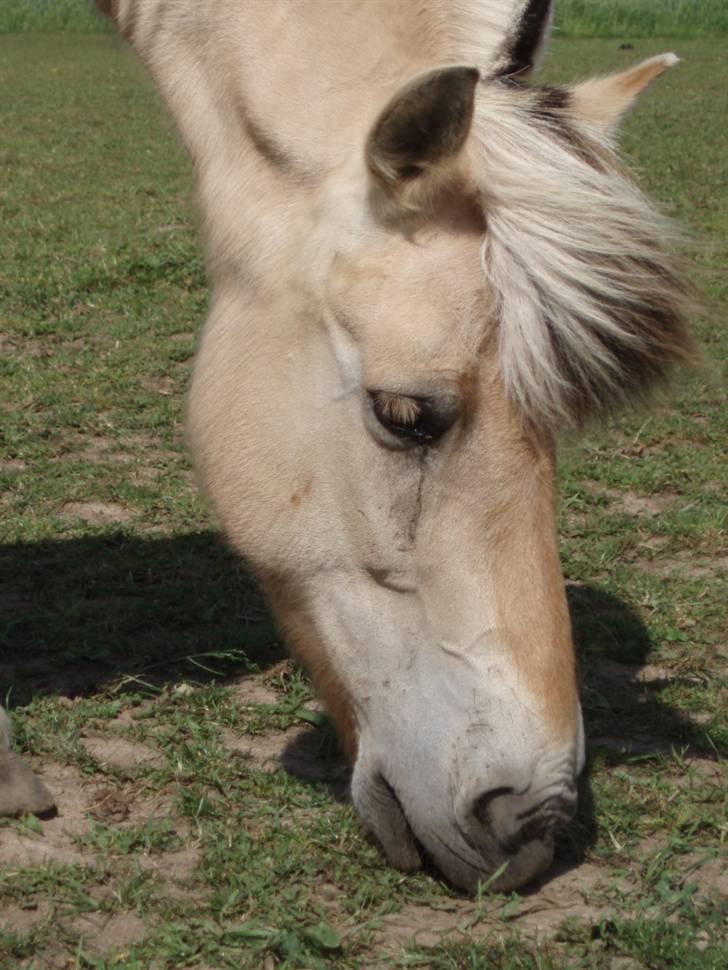 Fjordhest Tjalfe (på de evige græsmarker) - sikker et hoved smuk er han  billede 1