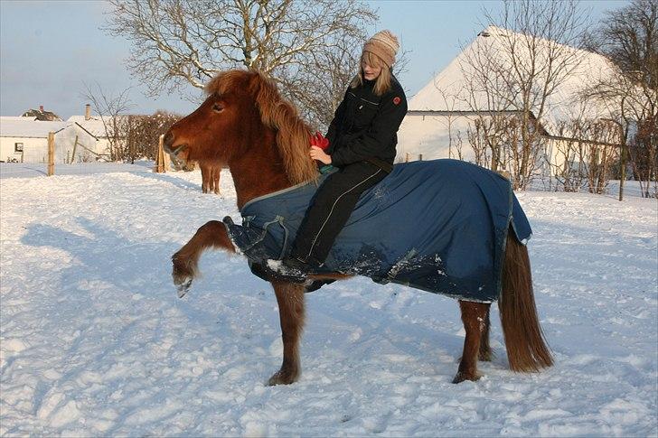 Islænder Jódís fra Freistinggård - Snee :D Ridning og træning af spanske skridt. Irriterende det aldrig lykkes at få et billed, hvor man kan se hun går med bagbenene også. - december 09.
Foto: Kirstine billede 2