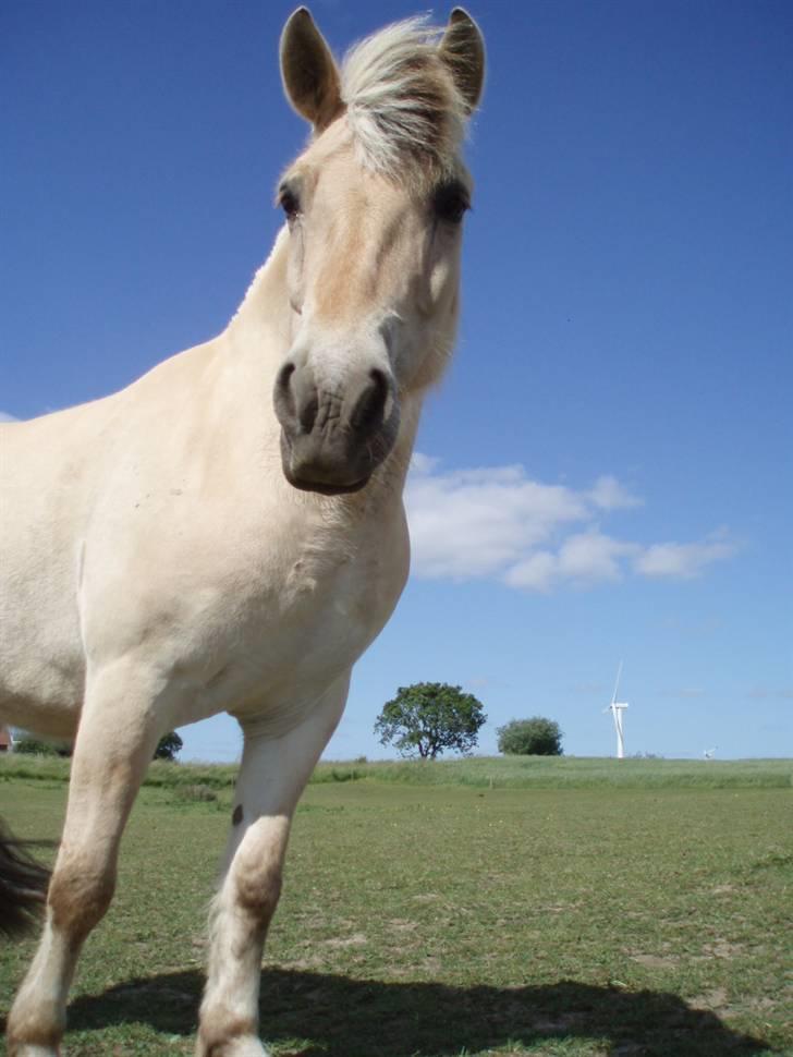 Fjordhest Tjalfe (på de evige græsmarker) - hvad  billede 4