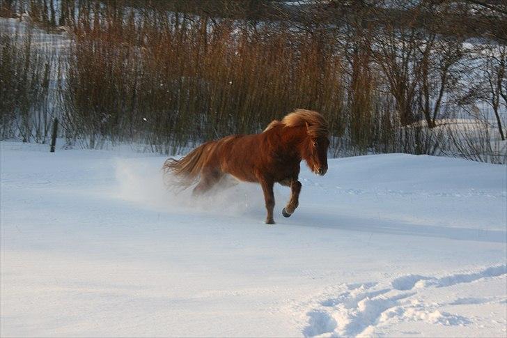 Islænder Jódís fra Freistinggård - Så blev det vinter. Det er hvad jeg kalder power! Krølle elsker sneen. :D  d. 30/1 - 2010
Foto: Kirstine billede 4