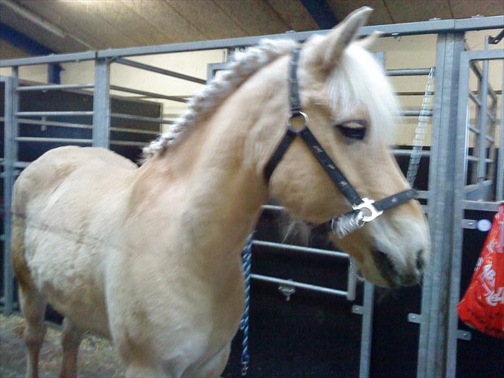 Anden særlig race Coka - GAMMEL PART - Velkommen til Cokas profil ;) billede 1