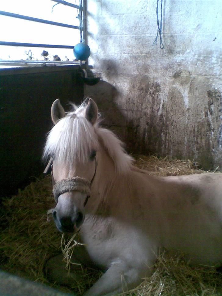 Anden særlig race Coka - GAMMEL PART - Coka er blevet lidt træt d; billede 4