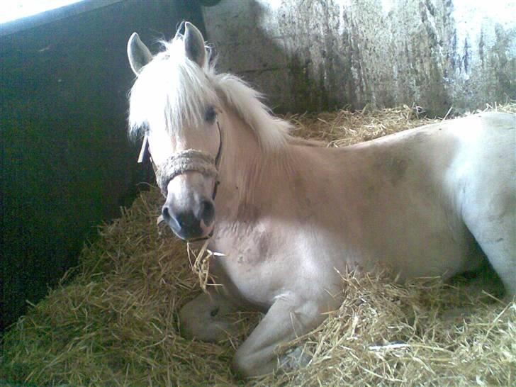 Anden særlig race Coka - GAMMEL PART - Trætte Coka(; <3 billede 8