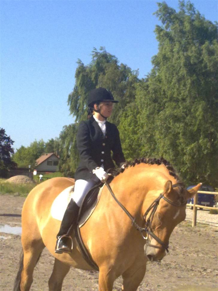 Anden særlig race Lukas   <3 - Mig og Lukas er inde til stævne og springe 60 cm <3 billede 1