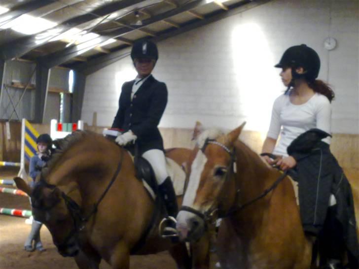 Anden særlig race Lukas   <3 - heh, sådan står han altid når han slapper af <33 elsker den hest, selv om han er et vild dyr nogle gange<´3 billede 5