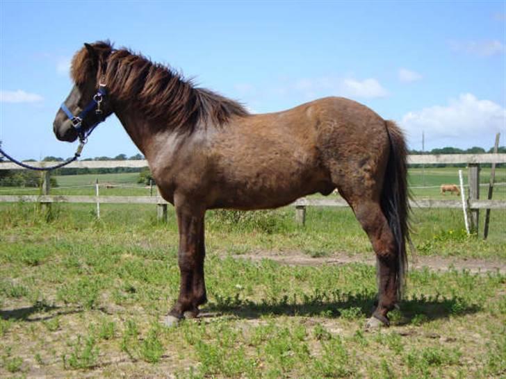 Islænder Svenni Fra Søtofte - Fotograf: Sissel Borlund Jensen billede 1
