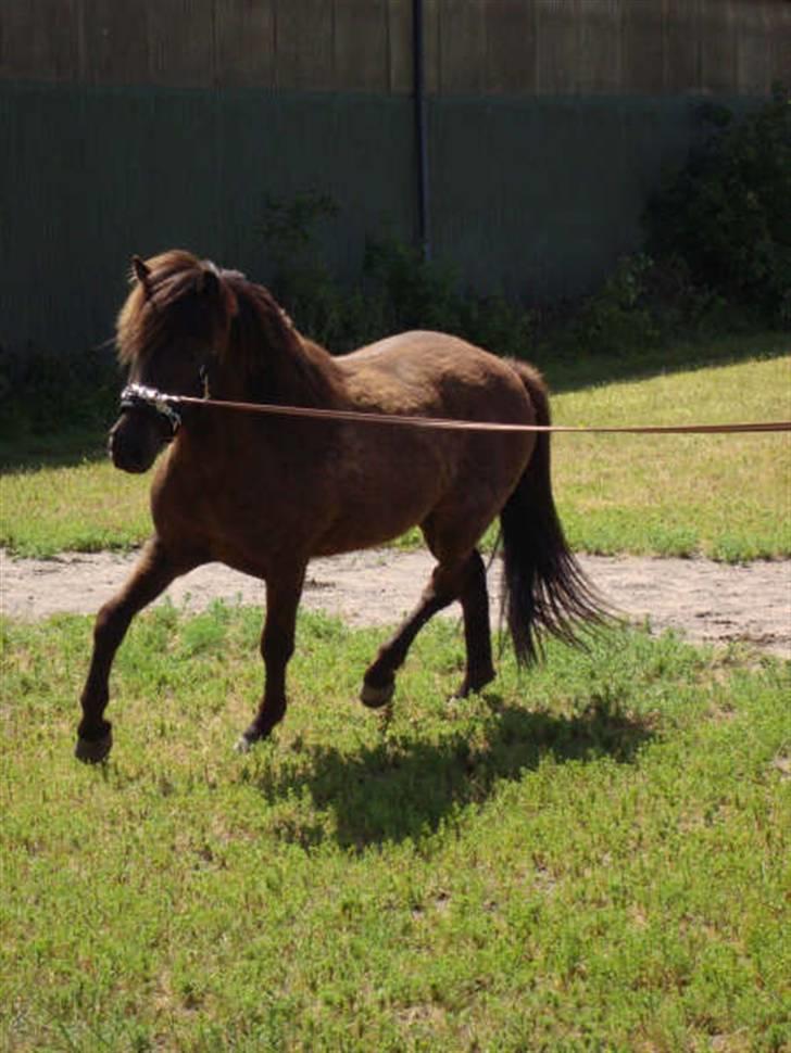 Islænder Svenni Fra Søtofte - Fotograf: Sissel Borlund Jensen billede 2