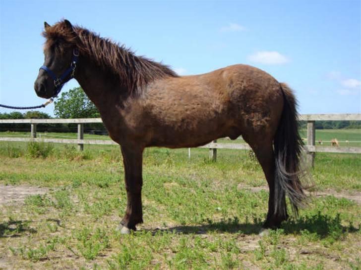 Islænder Svenni Fra Søtofte - Fotograf: Sissel Borlund Jensen billede 3