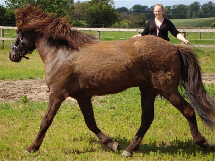 Islænder Svenni Fra Søtofte - Svenni i trav :) Fotograf: Sissel Borlund Jensen billede 5
