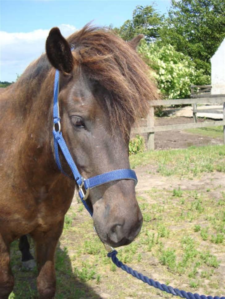 Islænder Svenni Fra Søtofte - Fotograf: Sissel Borlund Jensen billede 6