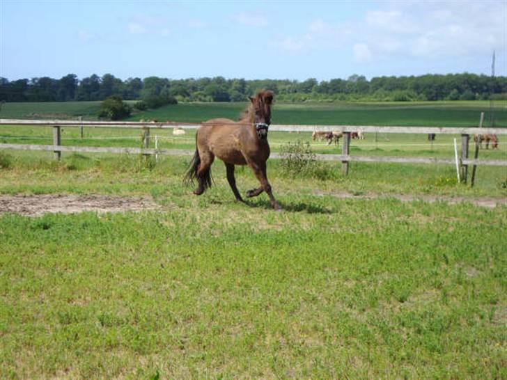 Islænder Svenni Fra Søtofte - Fotograf: Sissel Borlund Jensen billede 7