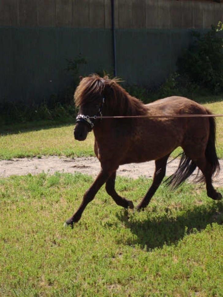 Islænder Svenni Fra Søtofte - Fotograf: Sissel Borlund Jensen billede 8