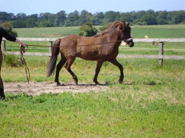 Islænder Svenni Fra Søtofte - Fotograf: Sissel Borlund Jensen billede 9