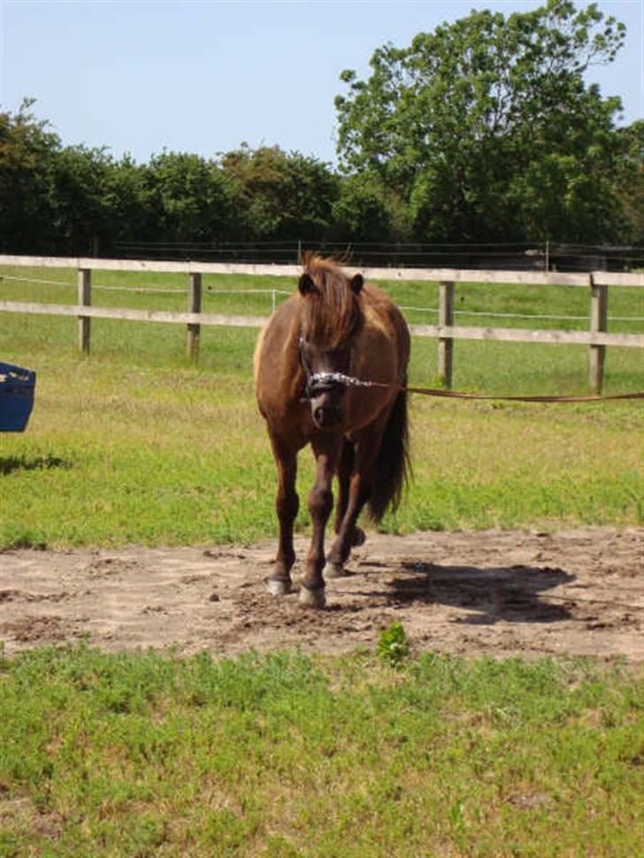 Islænder Svenni Fra Søtofte - Fotograf: Sissel Borlund Jensen billede 10