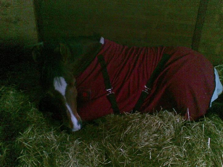 Anden særlig race Bacardi - du betyder alt for mig.<3  billede 15