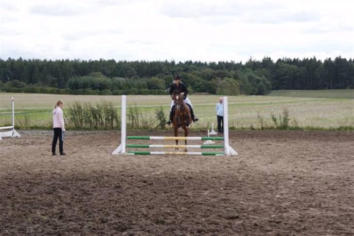 Anden særlig race Bacardi billede 17