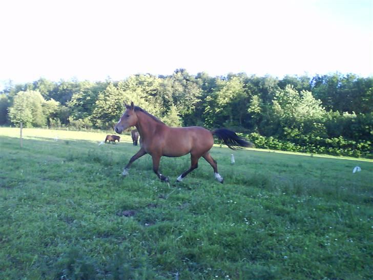 Anden særlig race Nikita af Hedelykke - Uh..... en lækker trav....... billede 8