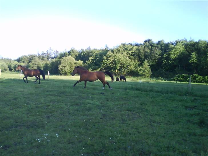 Anden særlig race Nikita af Hedelykke - Jubii!!!!!! Så skal der løbes billede 9